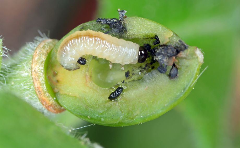 larva pilatky švestkové